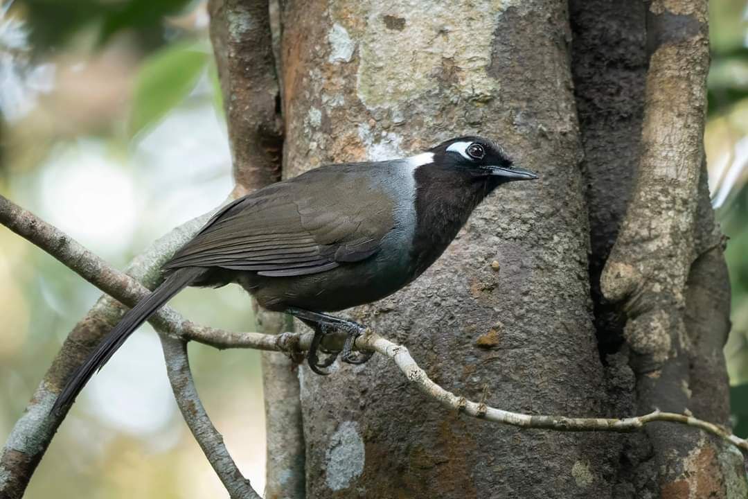 Biodiversity and Conservation